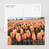 Geel en Roze Tulip Field, Oregon Briefkaart (Voorkant / Achterkant)