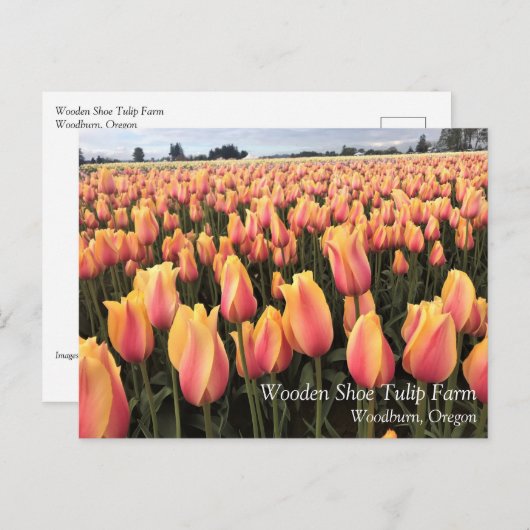 Geel en Roze Tulip Field, Oregon Briefkaart (Voorkant / Achterkant)