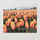 Geel en Roze Tulip Field, Oregon Briefkaart (Voorkant)