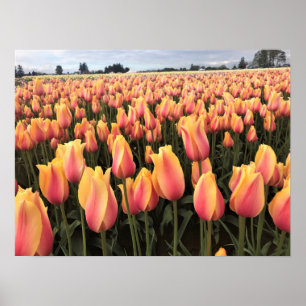 Geel en Roze Tulip Field, Oregon Poster