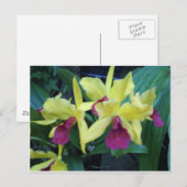 Geel en Violet Orchids Briefkaart (Voorkant / Achterkant)