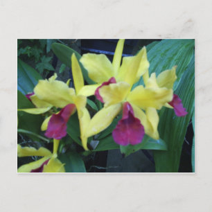 Geel en Violet Orchids Briefkaart