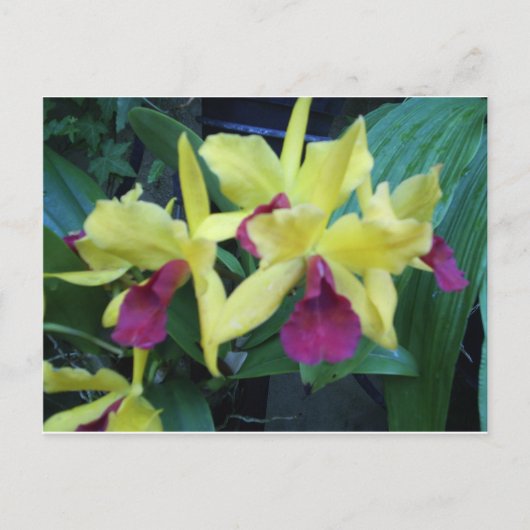Geel en Violet Orchids Briefkaart (Voorkant)