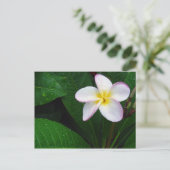 Geel en wit Hawaiian Plumeria Briefkaart (Staand voorkant)