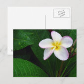 Geel en wit Hawaiian Plumeria Briefkaart (Voorkant / Achterkant)