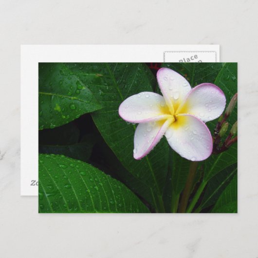 Geel en wit Hawaiian Plumeria Briefkaart (Voorkant / Achterkant)