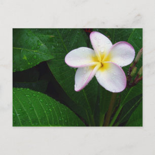 Geel en wit Hawaiian Plumeria Briefkaart
