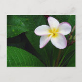 Geel en wit Hawaiian Plumeria Briefkaart (Voorkant)