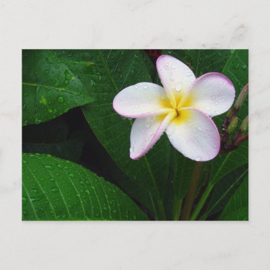 Geel en wit Hawaiian Plumeria Briefkaart (Voorkant)