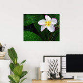 Geel en wit Hawaiian Plumeria Flower Poster (Thuiskantoor)
