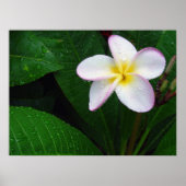 Geel en wit Hawaiian Plumeria Flower Poster (Voorkant)