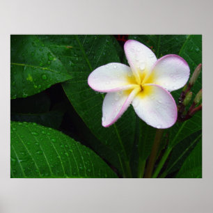 Geel en wit Hawaiian Plumeria Flower Poster