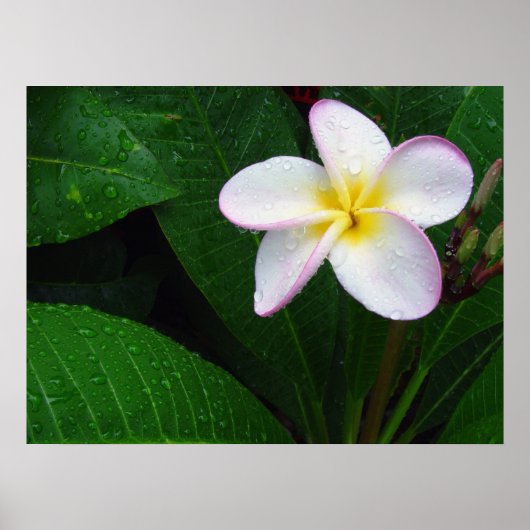 Geel en wit Hawaiian Plumeria Flower Poster (Voorkant)