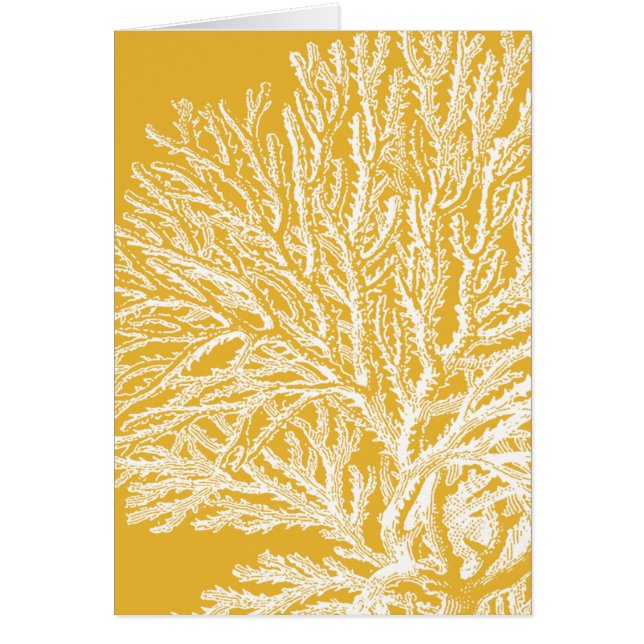 Geel en wit koraal (Voorkant)