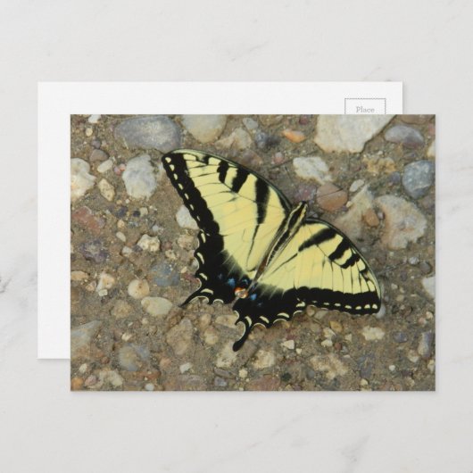 Geel en zwart Briefkaart (Voorkant / Achterkant)