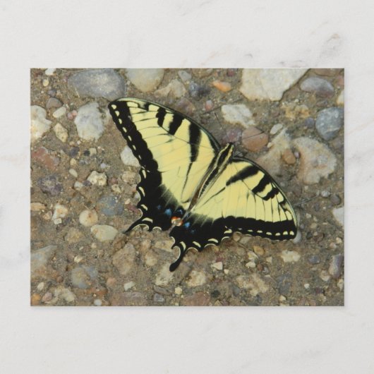 Geel en zwart Briefkaart (Voorkant)