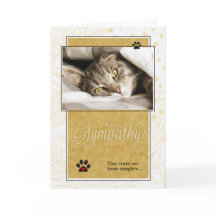 Geel en zwart verlies van sympathie voor kattenhui