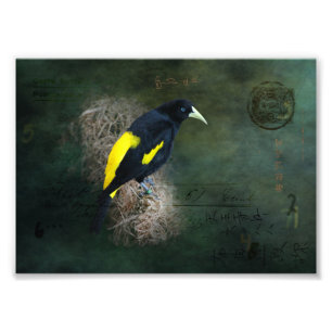 Geel en Zwarte Vogel Fijne Kunst Fotografie Foto Afdruk