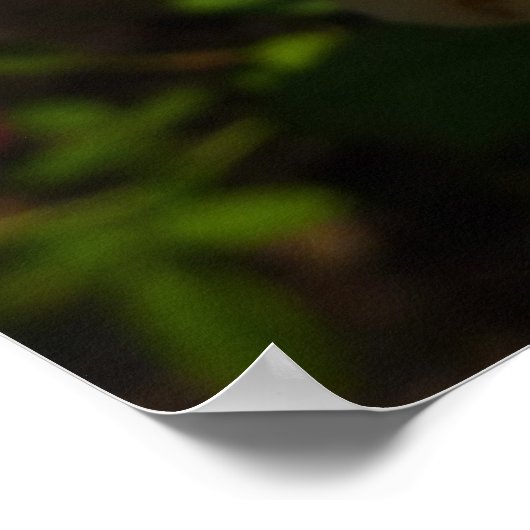 Geel Engels Roos Poster (Hoek)