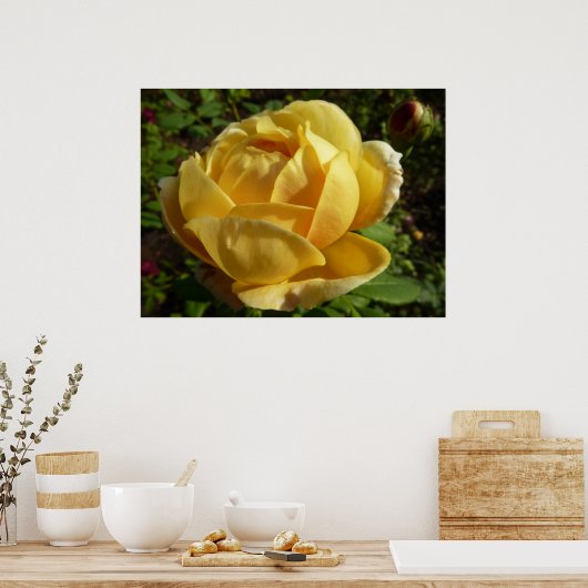 Geel Engels Roos Poster (Keuken)