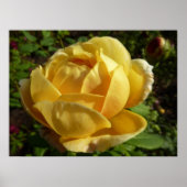 Geel Engels Roos Poster (Voorkant)