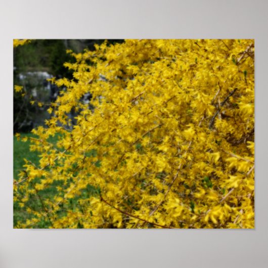 Geel Forsythia Flowers Orton Effect Poster (Voorkant)