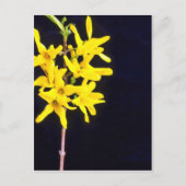 Geel Forsythia Twig bloemen Briefkaart (Voorkant)