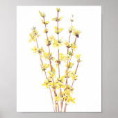 geel forsythia waterverf schilderij poster (Voorkant)