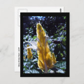 Geel garnaal Plant met mieren briefkaart (Voorkant / Achterkant)