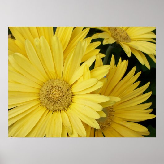 Geel Gebera Daisies Poster (Voorkant)