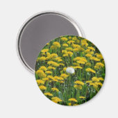 Geel Gebied van paardenbloemen in Nederland stroom Magneet (Voorkant / Achterkant)