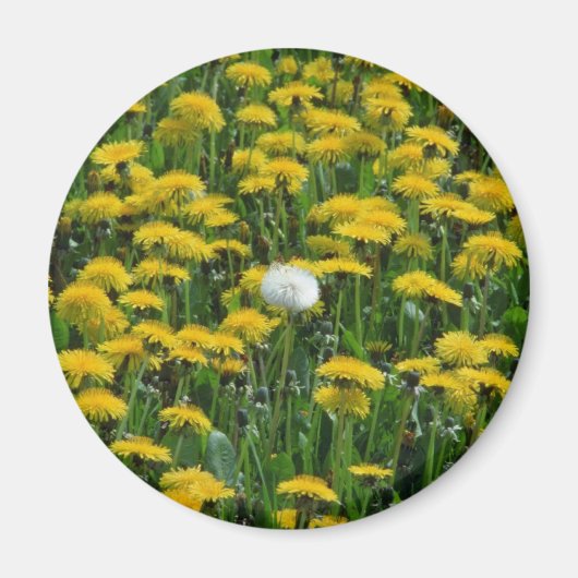 Geel Gebied van paardenbloemen in Nederland stroom Magneet (Voorkant)