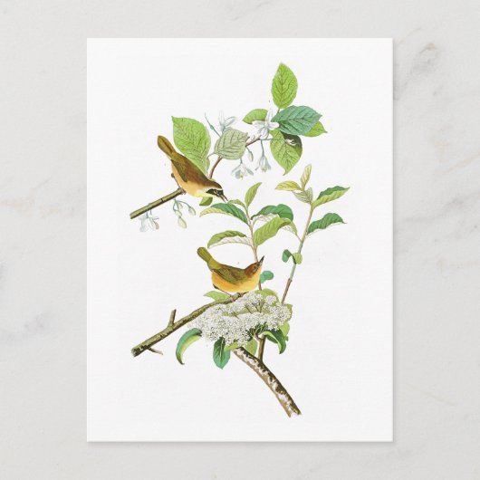 Geel gebrande Warbler John Audubon Birds America Briefkaart (Voorkant)