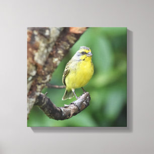 Geel gefonteerd Canarische keel op een boomtak Canvas Afdruk