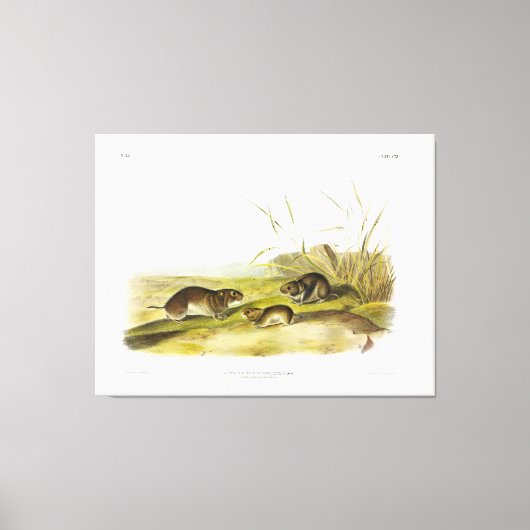 Geel-gekauwde Meadow-Mouse, Taiga Vole van Audubon Canvas Afdruk (Voorkant)