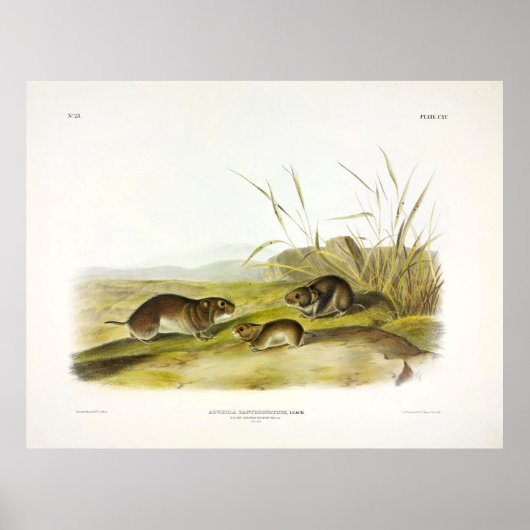 Geel-gekauwde Meadow-Mouse, Taiga Vole van Audubon Poster (Voorkant)