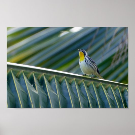 Geel-gekleurd Warbler in een palmboom Poster (Voorkant)