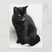 Geel-gekleurde, zwarte kat die zijn lippen likt briefkaart (Voorkant)