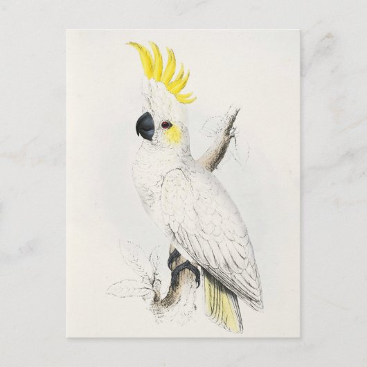 Geel gekookt Briefkaart (Voorkant)