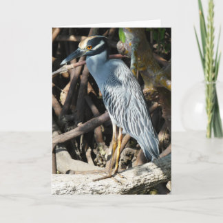 Geel gekroonde Night-Heron 1. Wenskaart Kaart