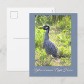 Geel gekroonde Night Heron Briefkaart (Voorkant / Achterkant)