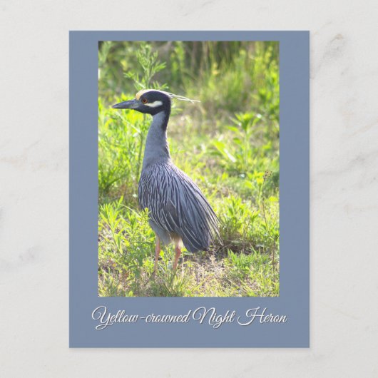 Geel gekroonde Night Heron Briefkaart (Voorkant)