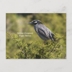 Geel gekroonde Night Heron Briefkaart