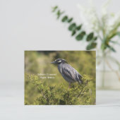 Geel gekroonde Night Heron Briefkaart (Staand voorkant)