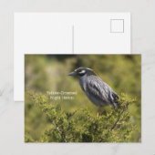 Geel gekroonde Night Heron Briefkaart (Voorkant / Achterkant)