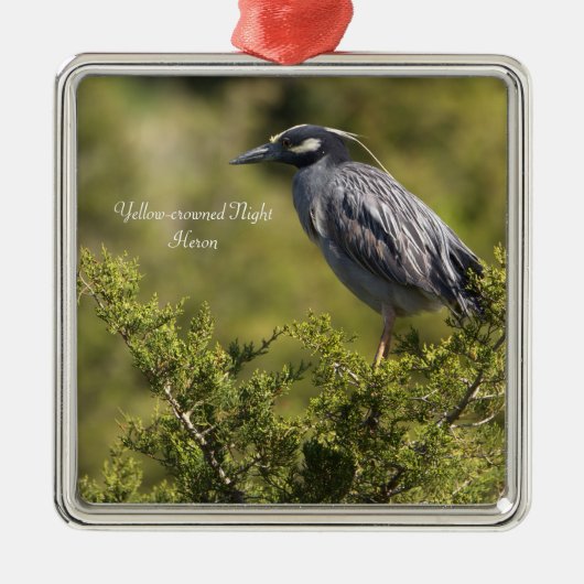 Geel gekroonde Night Heron Ornament (Voorkant)