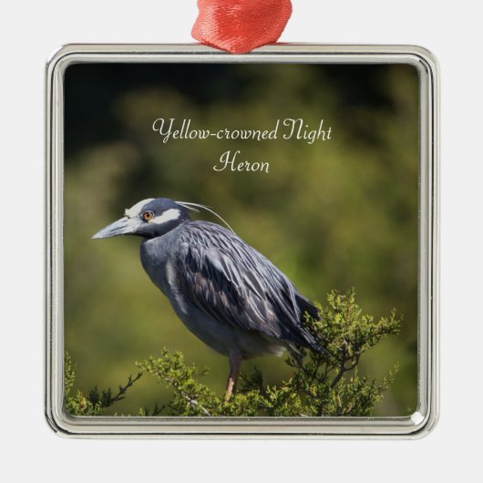 Geel gekroonde Night Heron Ornament (Voorkant)
