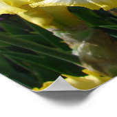 Geel gekruid Iris Irises Flowers floral Poster (Hoek)