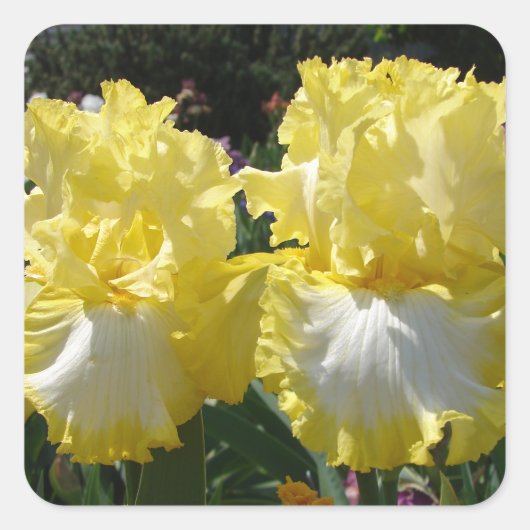 Geel gekruid Iris Irises Flowers floral Vierkante Sticker (Voorkant)