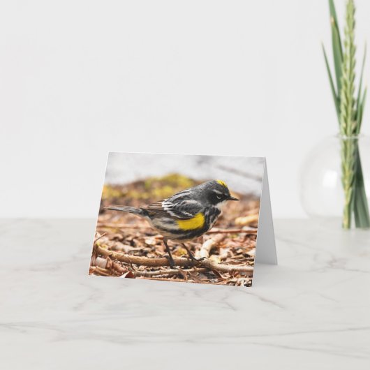 Geel-gepompte Warbler #1 - Blanco briefkaart (Voorkant)